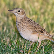 Sprague's Pipit